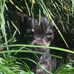 Meet your Posher, Eva